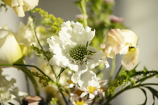 포토 JPG 주간 꽃다발 잎 사람없음 야외 아웃포커스 화려 카라 김포 스카비오사 국내포토 자연요소 식물 꽃 컨셉 촬영기법 경기도 파일형식