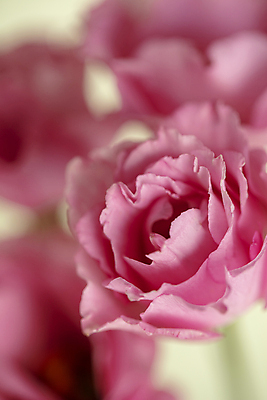 포토 JPG 꽃잎 실내 근접촬영 사람없음 아웃포커스 카네이션 일산 국내포토 꽃 뷰포인트 촬영기법 내부 경기도 파일형식