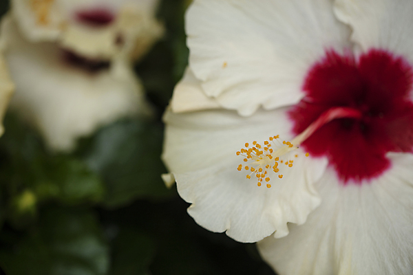 포토 JPG 잎 서울 근접촬영 사람없음 아웃포커스 꽃술_꽃 무궁화 국내포토 식물 꽃 뷰포인트 한국 촬영기법 파일형식