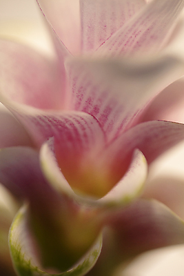 포토 JPG 꽃잎 서울 근접촬영 사람없음 소프트포커스 카라 국내포토 꽃 뷰포인트 한국 촬영기법 파일형식