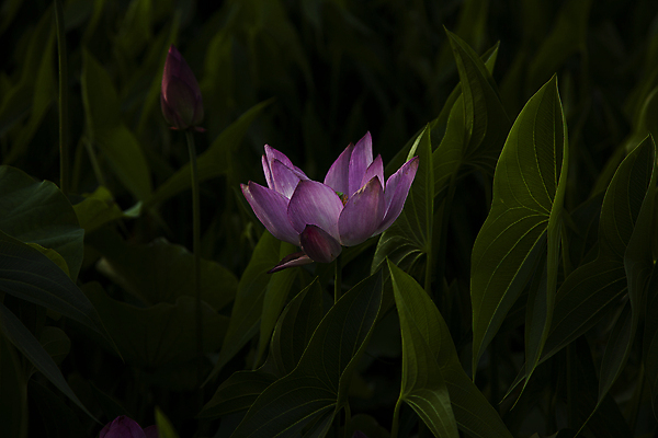 포토 JPG 주간 한송이 서울 연꽃 사람없음 어둠 고요 연잎 수목원 국내포토 자연요소 1 꽃 잎 한국 송이 파일형식