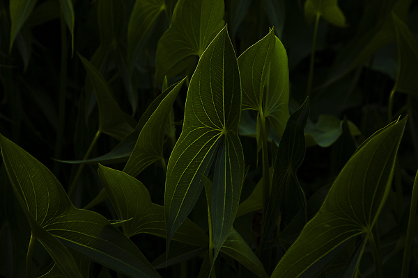 포토 JPG 주간 아침 서울 사람없음 어둠 고요 연잎 수목원 국내포토 자연요소 잎 한국 파일형식