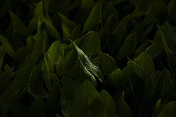 포토 JPG 주간 아침 서울 사람없음 야외 어둠 고요 연잎 수목원 국내포토 자연요소 잎 한국 파일형식