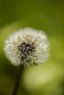 포토 JPG 주간 한송이 서울 근접촬영 사람없음 야외 아웃포커스 민들레 민들레홀씨 국내포토 자연요소 1 꽃 뷰포인트 한국 촬영기법 송이 파일형식