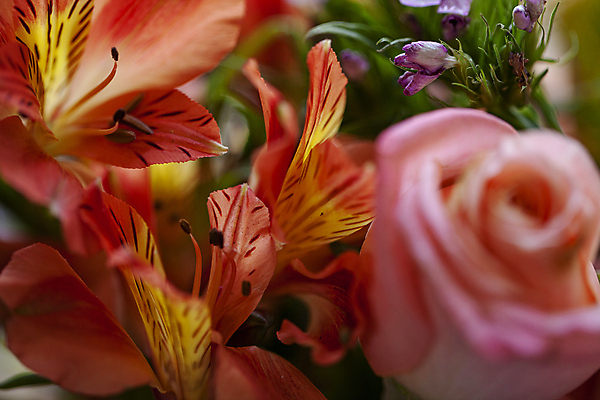 포토 JPG 꽃다발 근접촬영 사람없음 장미 화려 소프트포커스 알스트로에메리아 일산 국내포토 꽃 뷰포인트 컨셉 촬영기법 경기도 파일형식