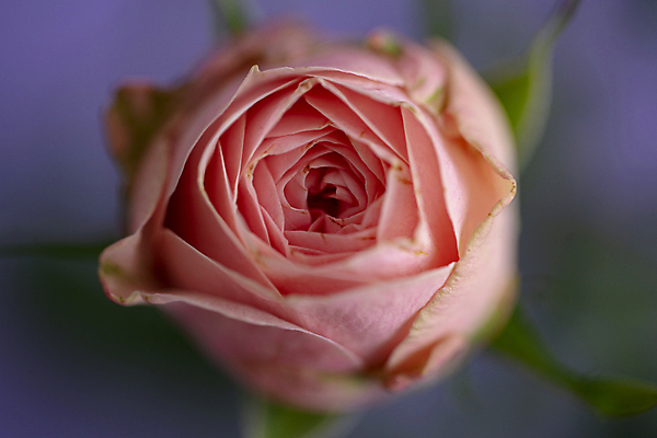 포토 JPG 한송이 서울 실내 사람없음 아웃포커스 장미 귀여움 소중 보라색배경 국내포토 1 꽃 백그라운드 컨셉 한국 촬영기법 내부 보라색 송이 파일형식