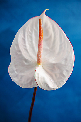 포토 JPG 한송이 서울 실내 근접촬영 사람없음 파란배경 안스리움 국내포토 1 꽃 뷰포인트 백그라운드 한국 내부 파란색 송이 파일형식