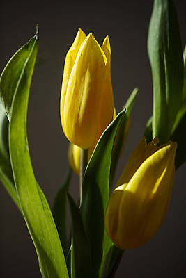 포토 JPG 주간 잎 그림자 사람없음 야외 햇빛 튤립 일산 국내포토 자연요소 식물 꽃 태양 경기도 파일형식