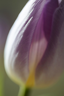 포토 JPG 주간 꽃잎 한송이 근접촬영 사람없음 야외 햇빛 튤립 소프트포커스 부드러움 일산 국내포토 자연요소 1 꽃 뷰포인트 촬영기법 태양 감각 송이 경기도 파일형식