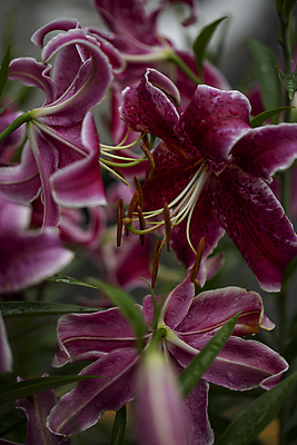 포토 JPG 주간 여름꽃 서울 사람없음 야외 소프트포커스 백합 나리꽃 국내포토 자연요소 꽃 한국 촬영기법 파일형식 여름_계절