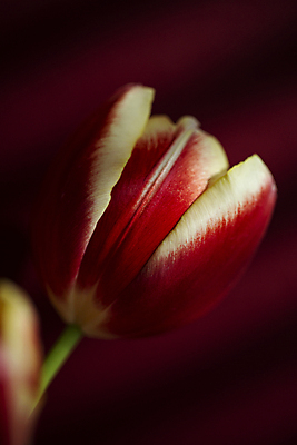 포토 JPG 한송이 실내 근접촬영 사람없음 튤립 빨간배경 숨기 일산 국내포토 1 꽃 뷰포인트 백그라운드 모션 내부 빨간색 송이 경기도 파일형식