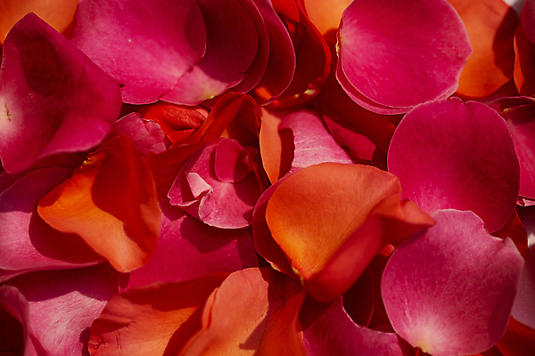 포토 JPG 꽃잎 꽃백그라운드 서울 실내 근접촬영 사람없음 장미 가득함 낙화 국내포토 꽃 뷰포인트 백그라운드 한국 내부 파일형식