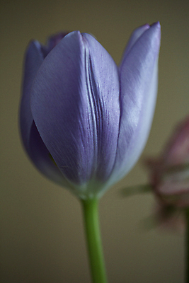 포토 JPG 꽃 한송이 서울 실내 근접촬영 사람없음 아웃포커스 보라색 튤립 초록배경 국내포토 식물 1 뷰포인트 컬러 백그라운드 한국 촬영기법 내부 초록색 송이 파일형식