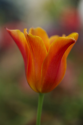 포토 JPG 주간 한송이 서울 근접촬영 사람없음 야외 아웃포커스 튤립 국내포토 자연요소 1 꽃 뷰포인트 한국 촬영기법 송이 파일형식