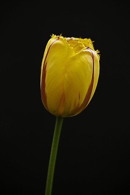 포토 JPG 한송이 검은배경 서울 실내 근접촬영 사람없음 튤립 국내포토 1 꽃 뷰포인트 백그라운드 한국 내부 검은색 송이 파일형식