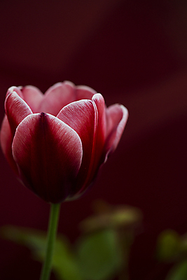 포토 JPG 한송이 서울 실내 근접촬영 사람없음 아웃포커스 튤립 빨간배경 국내포토 1 꽃 뷰포인트 백그라운드 한국 촬영기법 내부 빨간색 송이 파일형식