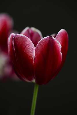 포토 JPG 꽃잎 검은배경 서울 실내 근접촬영 사람없음 아웃포커스 빨간색 튤립 국내포토 꽃 뷰포인트 컬러 백그라운드 한국 촬영기법 내부 검은색 파일형식