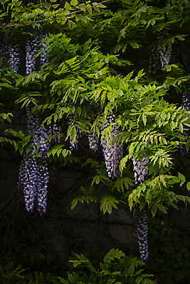 포토 JPG 주간 나뭇잎 서울 사람없음 야외 여름풍경 나뭇가지 그늘 등나무 등나무꽃 국내포토 자연요소 나무 꽃 잎 한국 풍경 파일형식 여름_계절