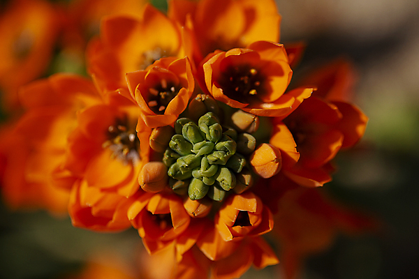 포토 JPG 주간 근접촬영 사람없음 야외 아웃포커스 주황색 개화 꽃봉오리 베들레헴 별꽃 고양 국내포토 자연요소 꽃 뷰포인트 컬러 촬영기법 경기도 파일형식