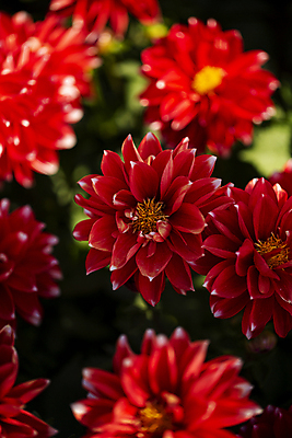 포토 JPG 주간 꽃밭 여름꽃 사람없음 야외 여름 달리아 고양 국내포토 자연요소 계절 꽃 경기도 파일형식 여름_계절