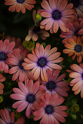 포토 JPG 주간 꽃밭 사람없음 야외 하이앵글 금잔화 고양 국내포토 자연요소 꽃 뷰포인트 경기도 파일형식