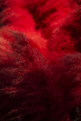 포토 JPG 꽃 사람없음 빨간색 포근함 고양 핑크뮬리 국내포토 식물 컬러 감각 경기도 파일형식