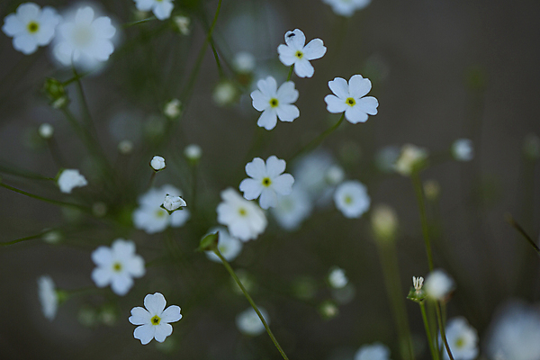 포토 JPG 주간 꽃 사람없음 야외 귀여움 들꽃 작음 봄맞이꽃 양평 아기자기 국내포토 자연요소 식물 컨셉 크기 경기도 파일형식