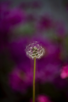 포토 JPG 주간 한송이 사람없음 야외 아웃포커스 민들레 민들레홀씨 일산 국내포토 자연요소 1 꽃 촬영기법 송이 경기도 파일형식