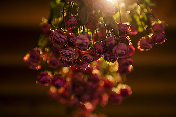 포토 JPG 건조 실내 매달리기 사람없음 아웃포커스 빛 장미 드라이플라워 용인 국내포토 꽃 모션 촬영기법 내부 경기도 파일형식