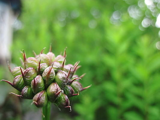 포토 JPG 해외이미지 꽃 마늘 사람없음 초록색 웹 해외포토 식물 컬러 인터넷 채소 파일형식 이미지허브