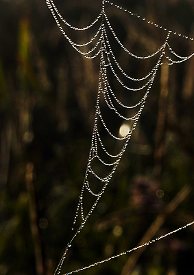 포토 JPG 해외이미지 나무 자연 아침 날씨 사람없음 컬러풀 햇빛 어둠 추위 안개 가을 물방울 농촌 이슬 신비 거미줄 카피스페이스 해외포토 주간 식물 계절 컬러 컨셉 태양 공백 시골 생태계 파일형식 이미지허브