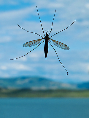 포토 JPG 해외이미지 동물 호수 야생동물 곤충 백그라운드 날개 자연 하늘 안테나 풍경 사람없음 초록색 물 파란색 환경 흰색 시골 투명 황무지 아빠 닫기 벌레 소프트포커스 기중기 생물학 내추럴 블러 복부 해외포토 자연요소 교육 컬러 통신 가족 모션 촬영기법 신체부위 중장비 생태계 파일형식 이미지허브
