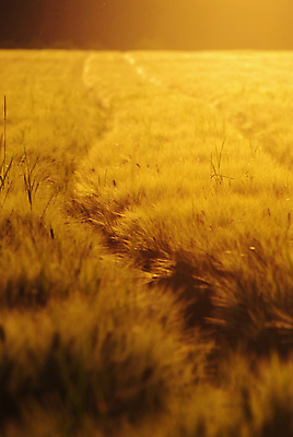 포토 JPG 해외이미지 밭 사람없음 농작물 일몰 시골 황금 선로 해외포토 농업 노을 파일형식 이미지허브