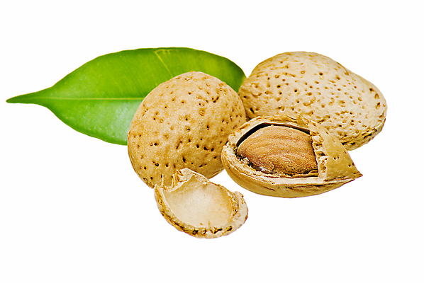 포토 JPG 해외이미지 식물 계절 음식 잎 재료 자연 건강 씨앗 사람없음 초록색 갈색 견과류 껍질 흰색 그룹 오브젝트 유기농 알맹이 아몬드 내추럴 고립 해외포토 웰빙 컬러 생태계 파일형식 이미지허브