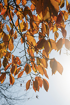 포토 JPG 주간 공원 낙엽 하늘 사람없음 야외 햇빛 가을풍경 가을 나뭇가지 분위기 경기도 인천 국내포토 자연요소 나무 계절 공공시설 컨셉 잎 한국 풍경 태양 파일형식 가을_계절