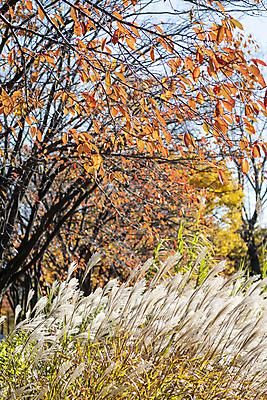 포토 JPG 주간 나무 공원 낙엽 갈대 사람없음 야외 가을풍경 가을 분위기 경기도 인천 국내포토 자연요소 식물 계절 공공시설 컨셉 잎 한국 풍경 파일형식 가을_계절