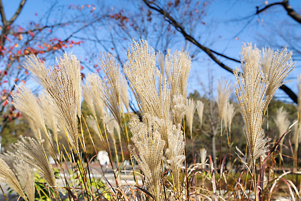 포토 JPG 주간 공원 하늘 갈대 사람없음 야외 가을풍경 가을 나뭇가지 분위기 경기도 인천 국내포토 자연요소 나무 식물 계절 공공시설 컨셉 한국 풍경 파일형식 가을_계절