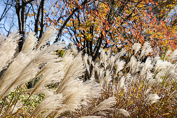 포토 JPG 주간 나무 공원 갈대 사람없음 야외 가을풍경 가을 분위기 경기도 인천 국내포토 자연요소 식물 계절 공공시설 컨셉 한국 풍경 파일형식 가을_계절