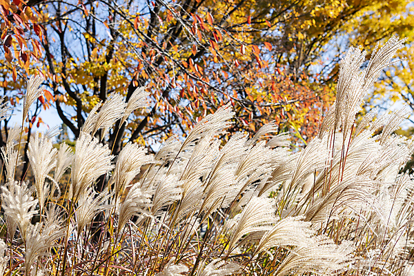 포토 JPG 주간 나무 공원 갈대 사람없음 야외 가을풍경 가을 분위기 경기도 인천 국내포토 자연요소 식물 계절 공공시설 컨셉 한국 풍경 파일형식 가을_계절