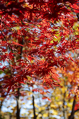 포토 JPG 주간 공원 단풍 사람없음 야외 아웃포커스 가을풍경 가을 분위기 경기도 인천 국내포토 자연요소 계절 공공시설 컨셉 잎 한국 촬영기법 풍경 파일형식 가을_계절