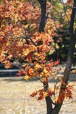 포토 JPG 주간 공원 단풍 단풍나무 사람없음 야외 아웃포커스 가을풍경 가을 분위기 경기도 인천 국내포토 자연요소 나무 계절 공공시설 컨셉 잎 한국 촬영기법 풍경 파일형식 가을_계절