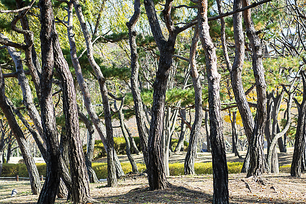 포토 JPG 주간 공원 사람없음 야외 가을풍경 가을 소나무 분위기 경기도 인천 소나무숲 국내포토 자연요소 나무 계절 공공시설 컨셉 한국 풍경 숲 파일형식 가을_계절