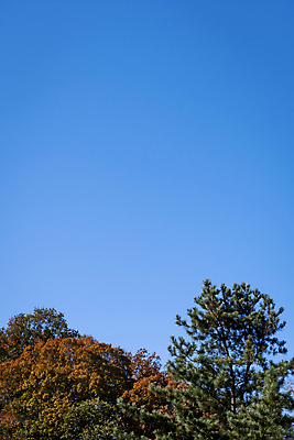 포토 JPG 주간 나무 공원 하늘 사람없음 야외 가을풍경 맑음 가을 분위기 경기도 인천 국내포토 자연요소 식물 계절 공공시설 컨셉 날씨 한국 풍경 파일형식 가을_계절