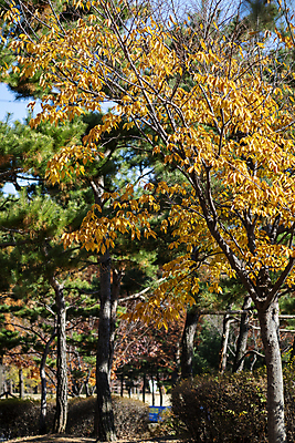 포토 JPG 주간 나무 공원 사람없음 야외 가을풍경 가을 소나무 분위기 경기도 인천 국내포토 자연요소 식물 계절 공공시설 컨셉 한국 풍경 파일형식 가을_계절