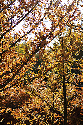 포토 JPG 주간 나무 공원 사람없음 야외 가을풍경 가을 분위기 숲 경기도 인천 국내포토 자연요소 식물 계절 공공시설 컨셉 한국 풍경 파일형식 가을_계절