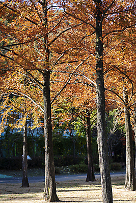 포토 JPG 주간 나무 공원 사람없음 야외 가을풍경 가을 분위기 경기도 인천 국내포토 자연요소 식물 계절 공공시설 컨셉 한국 풍경 파일형식 가을_계절