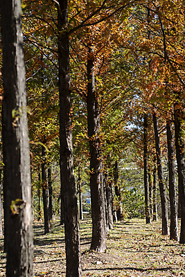 포토 JPG 주간 나무 공원 사람없음 야외 가을풍경 가을 분위기 숲길 경기도 인천 국내포토 자연요소 식물 계절 공공시설 길 컨셉 한국 풍경 파일형식 가을_계절