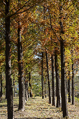 포토 JPG 주간 나무 공원 사람없음 야외 가을풍경 가을 분위기 숲길 경기도 인천 국내포토 자연요소 식물 계절 공공시설 길 컨셉 한국 풍경 파일형식 가을_계절