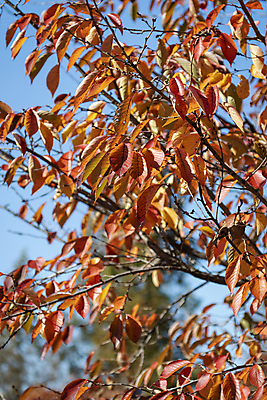 포토 JPG 주간 공원 나뭇잎 사람없음 야외 아웃포커스 가을풍경 가을 나뭇가지 분위기 경기도 인천 국내포토 자연요소 나무 계절 공공시설 컨셉 잎 한국 촬영기법 풍경 파일형식 가을_계절