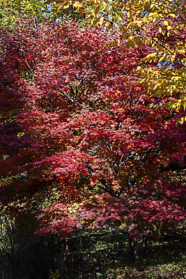 포토 JPG 주간 공원 단풍 단풍나무 사람없음 야외 가을풍경 가을 분위기 경기도 인천 국내포토 자연요소 나무 계절 공공시설 컨셉 잎 한국 풍경 파일형식 가을_계절